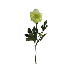 Helleborus Spray x1