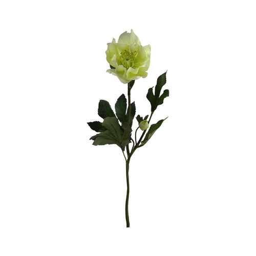 Helleborus Spray x1