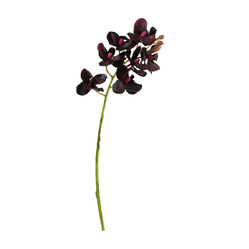 Dark Purple Phalaenopsis