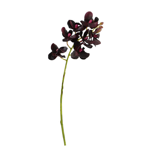 Dark Purple Phalaenopsis