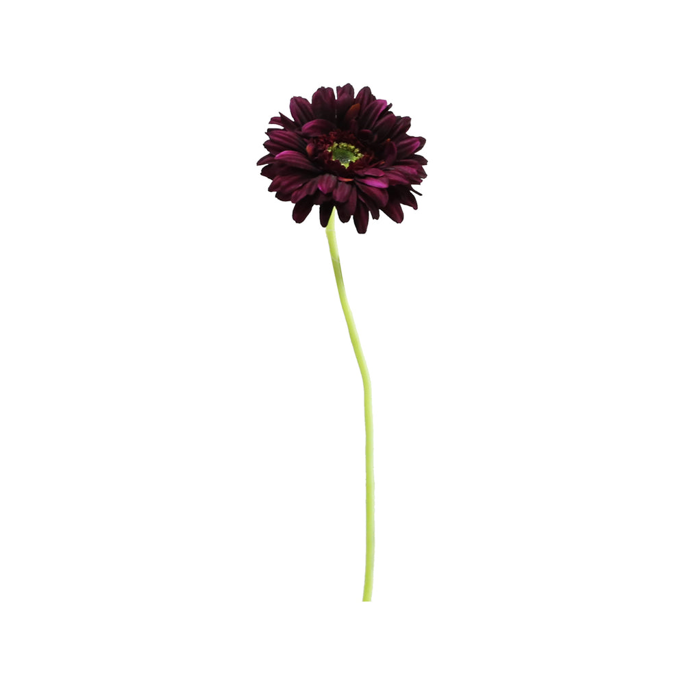 Burgundy Gerbera (60 cm)
