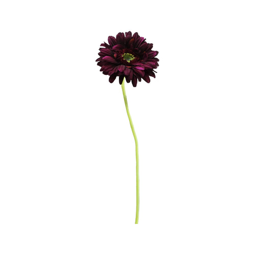 Burgundy Gerbera (60 cm)