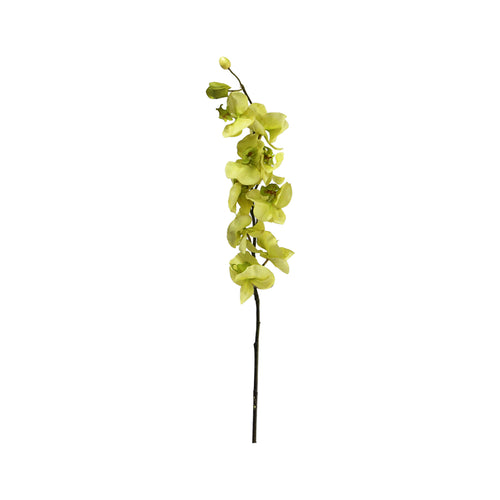 Light Yellow Phalaenopsis