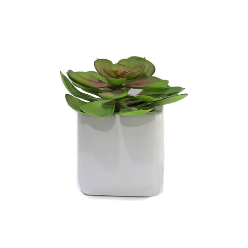 Succulent In Ceramic Pot
