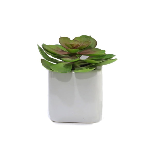 Succulent In Ceramic Pot