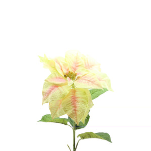 Poinsettia (75cm)