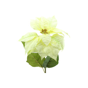 Poinsettia (75cm)