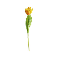Tulip (47 cm)