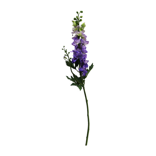 Delphinium