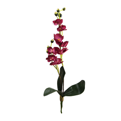 Pink Phalaenopsis