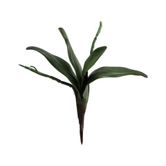 Orchid Leaves