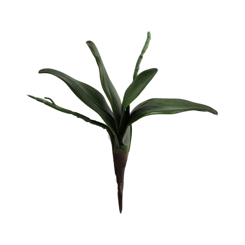 Orchid Leaves
