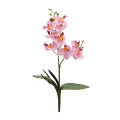 Pink Phalaenopsis Plant (32 cm)