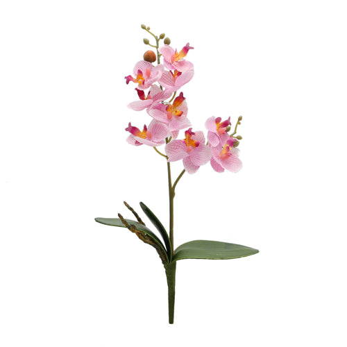 Pink Phalaenopsis Plant (32 cm)