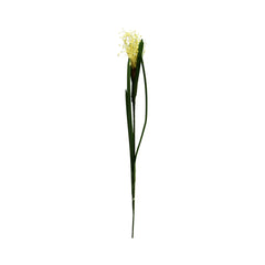 Plantago (70 cm)