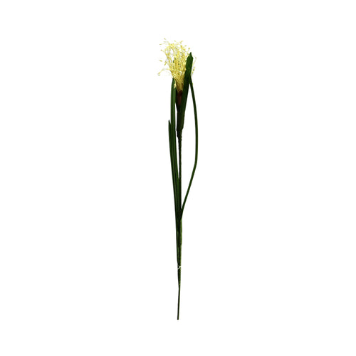 Plantago (70 cm)