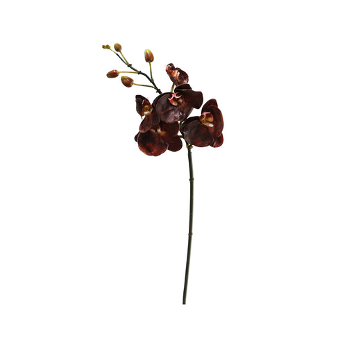Burgundy Phalaenopsis