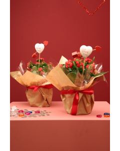 Valentine Red Kalanchoe