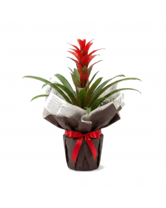 Valentine Guzmania