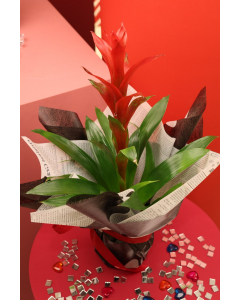 Valentine Guzmania