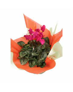 Valentine Cyclamen