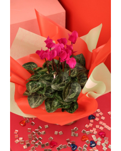 Valentine Cyclamen