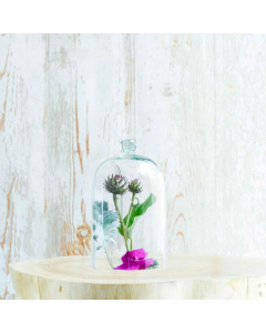 Amelie Transparent Cover (27 cm)