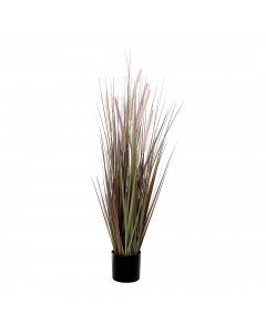 Purple Dogtail Grass In Pot (120 cm)