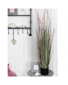 Purple Dogtail Grass In Pot (120 cm)