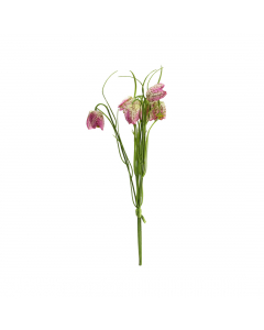 Fuchsia Fritillaria