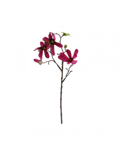 Dark Pink Magnolia