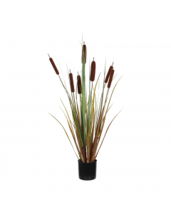Reedmace In Pot (90 cm)