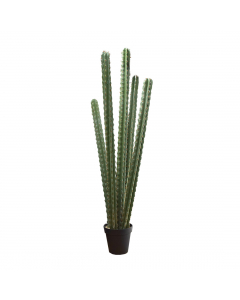 Green Cactus In Pot (180 cm)