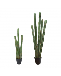Green Cactus In Pot (180 cm)