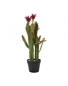 Green Cactus In Plastic Pot Medium