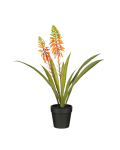 Orange Aloe Vera In Pot (43 cm)