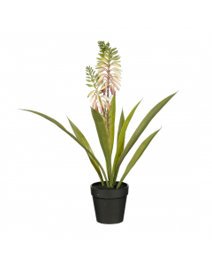 Cream Aloe Vera In Pot (43 cm)