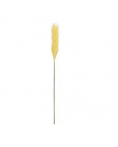 Yellow Plume Grass (104 cm)