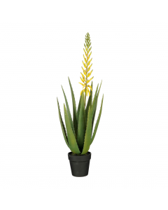 Yellow Aloe Vera In Pot (82 cm)