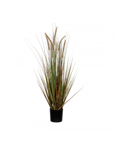 Dogtail Plume Grass In Pot (120 cm)