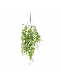 Green Hanging Ficus (80 cm)