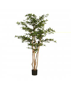 Green Olive Tree (183 cm)