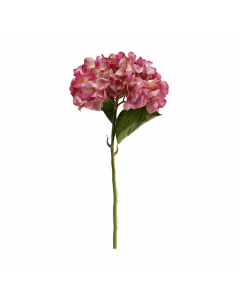 Pink Cream Hydrangea