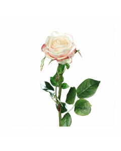 Peach Yellow Rose Stem (66 cm)