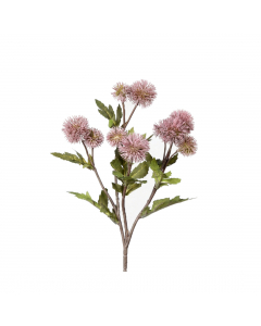 Dusty Pink Ball Thistle (54 cm)