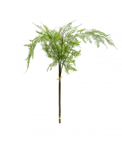 Asparagus Plumosus Bundle (82 cm)