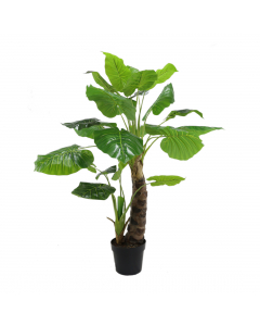 Philodendron Plant (140 cm)