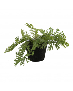 Fern In Terracotta Pot