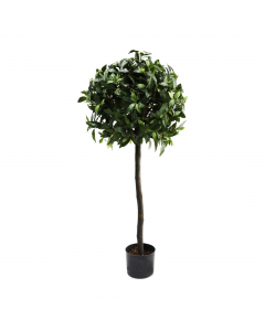 Laurel Ball Tree