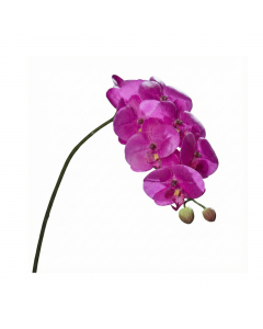Purple Naturel Orchid Phalaenopsis (80 cm)